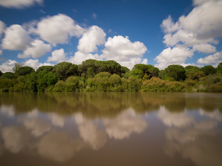 Skyline of pine forest with sky with clouds reflected in water