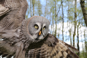 Bartkauz fliegt im Birkenwald