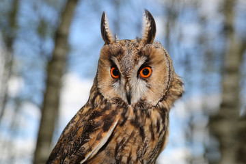 Waldohreule Portrait im Birkenwald