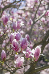 Obraz premium Soft pink magnolia blossoms on tree branch in springtime