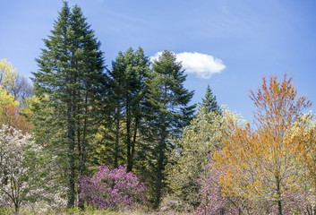 Tall pine trees and flowering blossom trees against a bright blue sky in springtime