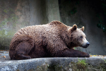Brown bear, captive. A brown bear male specimen, taken out of profile. Bear lying down, full figure.