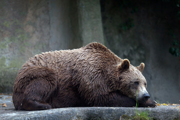 Brown bear, captive. A brown bear male specimen, taken out of profile. Bear lying down, full figure.