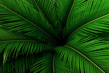 Naklejka na ściany i meble Palm leaves green pattern, abstract tropical background.