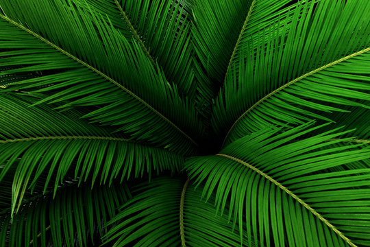Fototapeta Palmowych liści zieleni wzór, abstrakcjonistyczny tropikalny tło.
