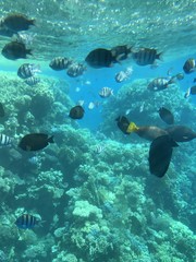 много красивых рыб плавают под водой среди коралловых рифов в море