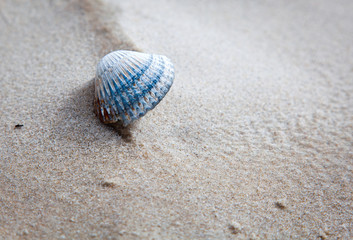 Seashell on the sand background