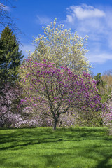 Grassy park with flowering trees and pine trees on a sunny day