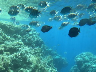 Fototapeta na wymiar много красивых рыб плавают среди кораллов под водой в море