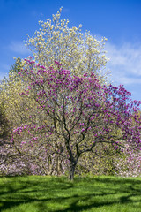 Yellow and pink magnolia trees flowering on grassy parkland