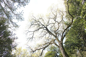 spring forest .bizarre shapes of the trees against the sky