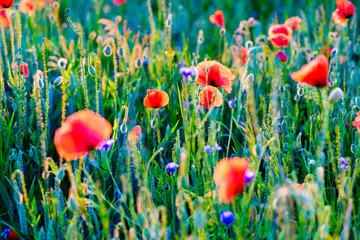 Vivid poppy field during sunset - fresh spring meadow