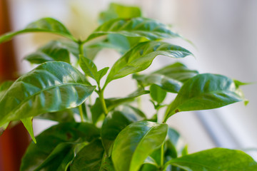 Home flower with green leaves. Light background.