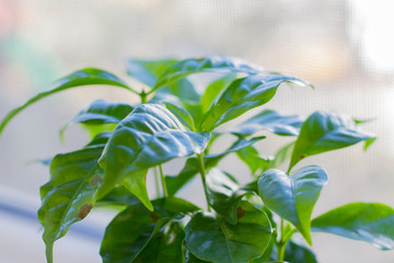 Home flower with green leaves. Light background.
