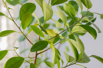 Home flower with green leaves. Light background.