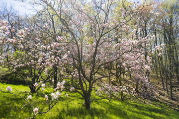 Beautiful light pink magnolia flowering tree in forested area and grassy clearing