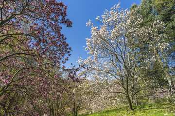 Spring flowering trees along a grassy hill area near a forest