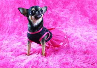 Dog dressed up in costume