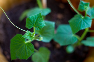 Home flower with green leaves.