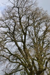 Krone einer großen Sommerlinde
( Tilia platyphyllos )