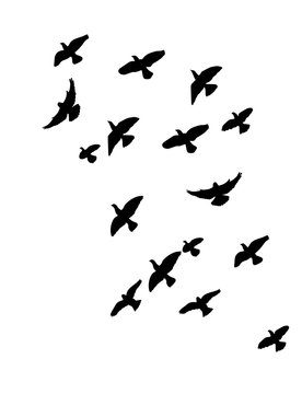 Silhouette of flying birds, flight, flock, illustration
