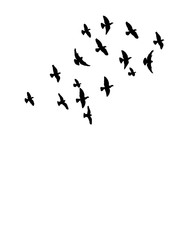Silhouette of flying birds, flight