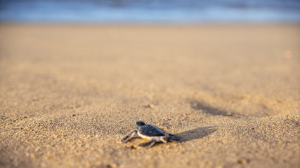 Go turtle! Go!