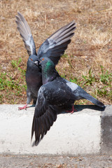 Two pigeon kissing