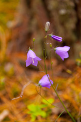 Bell flower or Campanula Closeup
