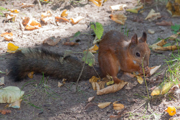 Red squirrel close up