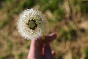 Dandelion 2