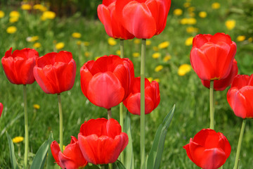 Obraz na płótnie Canvas Beautiful red tulips