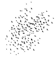 Silhouette of flying birds,  many