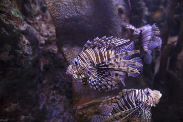 Lionfish swimming on wreck