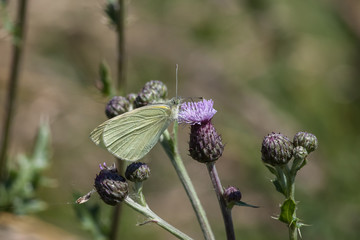 Kleiner Kohlweißling