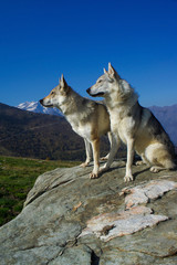 Dog Czechoslovakian wolfdog
