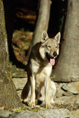 Dog Czechoslovakian wolfdog