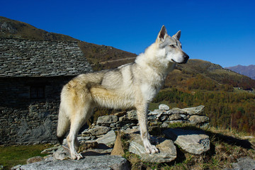 Dog Czechoslovakian wolfdog