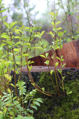 Stump with young branches.