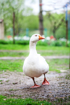 White domestic goose walking on the trail. The concept is a poultry farm.