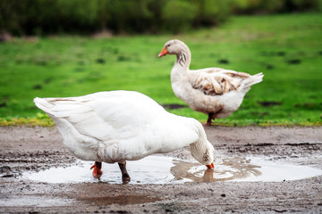 White domestic goose drinking water. The concept is a poultry farm.