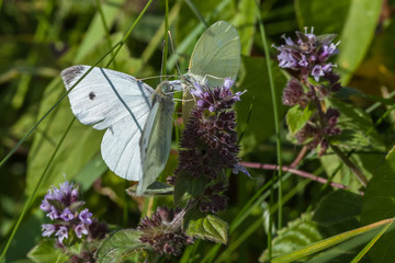 Kleiner Kohlweißling