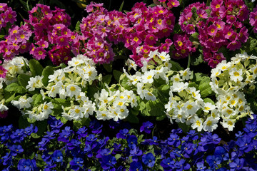 色とりどりの花壇