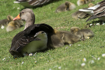 Goose And Goslings Nesting