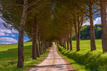Fototapeta na wymiar Country road in Tuscany along the way for Volterra surrounded by pines.