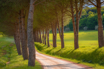 Country road in Tuscany along the way for Volterra surrounded by pines.