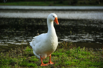 Naklejka na ściany i meble Beautiful White goose in a lake