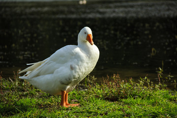 Beautiful White goose in a lake