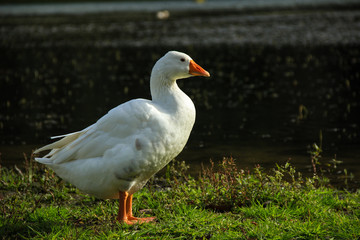 Naklejka na ściany i meble Beautiful White goose in a lake