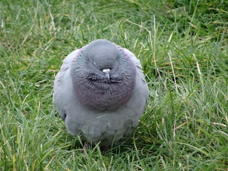 Obraz premium Bibbertauben